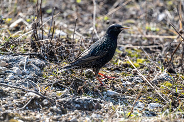 Black starling in natural conditions searching for food on a spring day