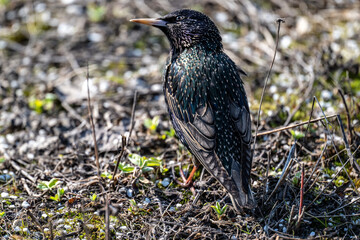 Black starling in natural conditions searching for food on a spring day