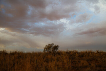 Fototapeta premium Tree standing alone on arid dune in the Kalahari Desert