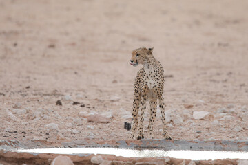 Cheetah walking along a dry Kalahari riverbed looking for some water to drink