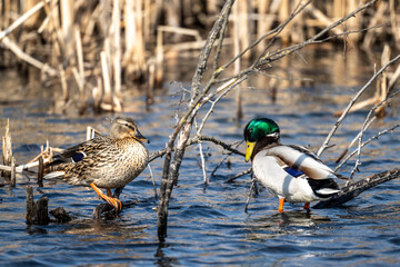 mallard on a lake in natural conditions on a spring day
