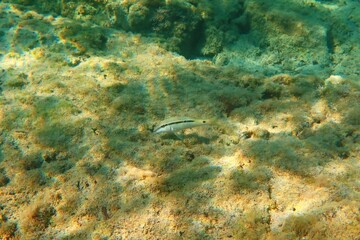 Fish in the ocean, underwater photography from scuba diving. Goat fish on the sandy seabed. Scuba diving with marine life. Wild life in the water, travel picture.