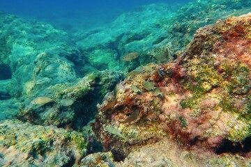  Ocean with marine life, stones and underwater photography from snorkeling. Underwater seascape, swimming fish and colorful stones. Sea and rocks, travel picture.
