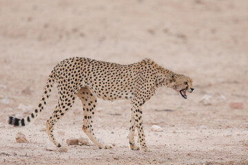 Cheetah walking along a dry Kalahari riverbed looking for some water to drink