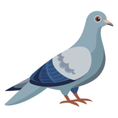 Detailed Dove Bird Illustration on White Background