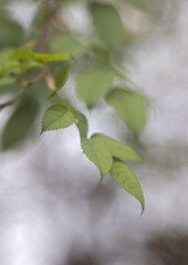 delicate leaves of a rose bush against a light grey, blurred background