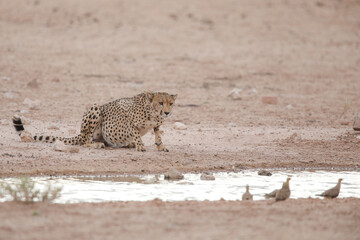 Cheetah looking to have a drink of water while in the arid Kalahari Desert