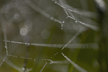 Spider web with dew drops against a greenish background