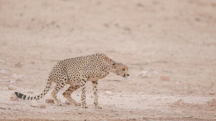 Cheetah looking to have a drink of water while in the arid Kalahari Desert