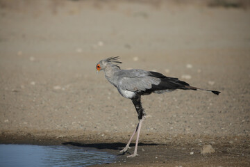 Secretary bird looking for water to drink in the Kalahari Desert