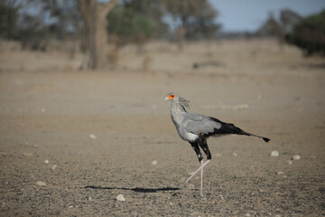 Secretary bird looking for water to drink in the Kalahari Desert