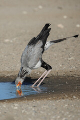 Secretary bird looking for water to drink in the Kalahari Desert