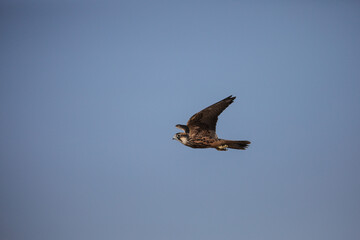  Lanner falcon raptor on the hunt for small birds in the Kalahari Desert