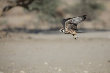  Lanner falcon raptor on the hunt for small birds in the Kalahari Desert