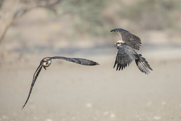 Fototapeta premium Lanner falcon raptor on the hunt for small birds in the Kalahari Desert