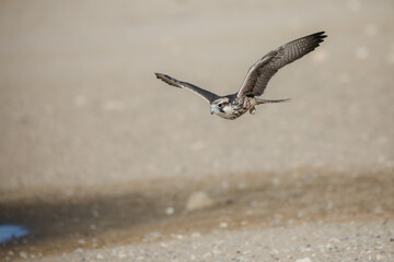  Lanner falcon raptor on the hunt for small birds in the Kalahari Desert