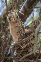 Spotted eagle owl fledgling perched in tree with adult, Nossob Camp of the Kalahari Desert