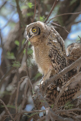  Spotted eagle owl fledgling perched in tree with adult, Nossob Camp of the Kalahari Desert
