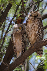  Spotted eagle owl fledgling perched in tree with adult, Nossob Camp of the Kalahari Desert