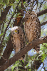  Spotted eagle owl fledgling perched in tree with adult, Nossob Camp of the Kalahari Desert