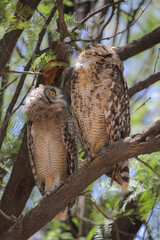  Spotted eagle owl fledgling perched in tree with adult, Nossob Camp of the Kalahari Desert