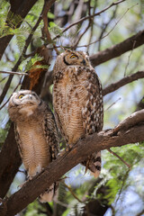  Spotted eagle owl fledgling perched in tree with adult, Nossob Camp of the Kalahari Desert