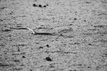 Cape cobra snake moving over arid Kalahari Desert in search of food