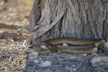 Cape cobra snake moving over arid Kalahari Desert in search of food