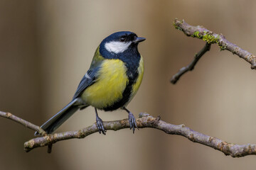 Kohlmeise (parus major)