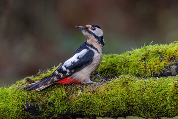Buntspecht (Dendrocopos major) Männchen
