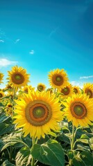 Fototapeta premium Vibrant Natural Scene with Sunflowers Under a Clear Blue Sky