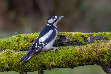 Buntspecht (Dendrocopos major) Männchen