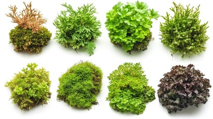 Naklejka premium Collection of Eight Different Types of Moss and Miniature Plants on White Background