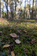 Fototapeta premium Dangerous poisonous mushrooms hidden in the forest