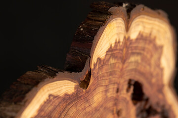 treated wood of the larch tree with annual rings