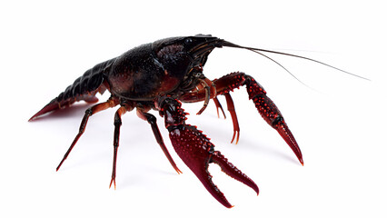 กุ้งเครฟิช บนพื้นหลังสีขาว