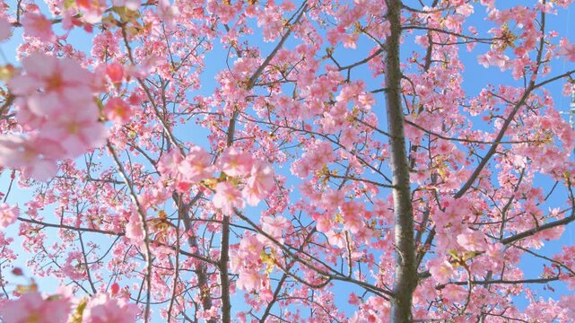 Sunlight through beautifully colored cherry blossoms