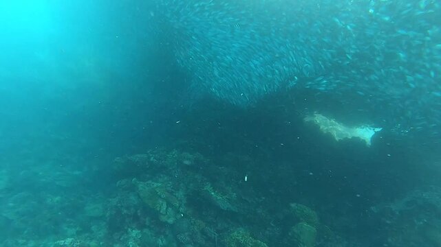 A huge school of fish is moving at Napaling Reef in Panglao Island, Philippines.