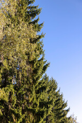 evergreen spruce tree in autumn park