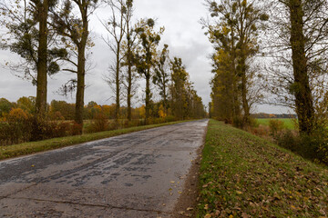 in the autumn season with trees and a concrete road, the asphalt layer of which is collapsing