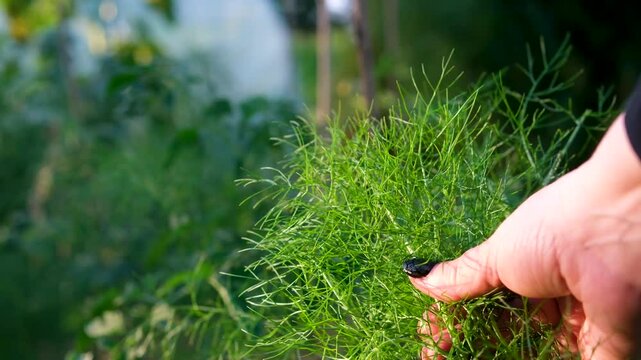 Close-up of sea fennel growing on an Atlantic beach in Galicia, Spain. Panoramic movement from a close-up of the sea fennel to the sea. fennel is growing. Green feathery plant