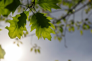 green new oak foliage in sunny weather