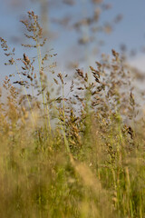a ripening ear of grass in the summer, plant details