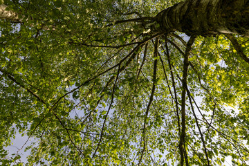 a park with tall birches in the daytime in sunny weather