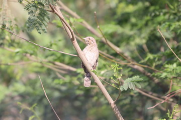 Euresian Wryneck