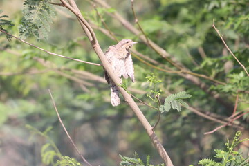 Euresian Wryneck