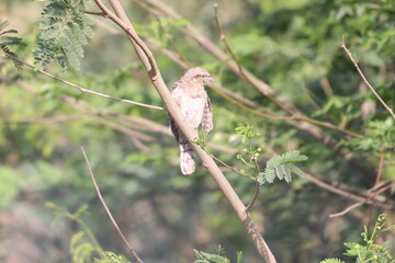 Euresian Wryneck