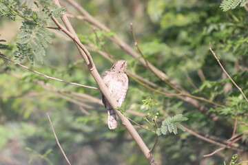 Euresian Wryneck