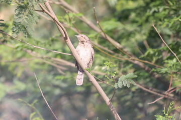 Euresian Wryneck
