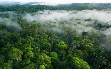 Aerial view of a dense forest with fog. Green tree canopy aerial shot. Landscape of green trees in a misty forest.
